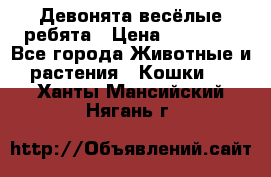 Девонята весёлые ребята › Цена ­ 25 000 - Все города Животные и растения » Кошки   . Ханты-Мансийский,Нягань г.